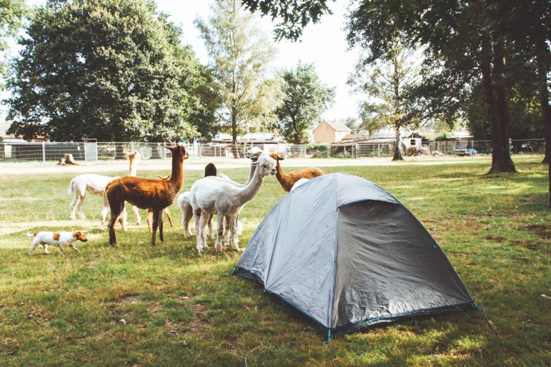 alpaca kamperen