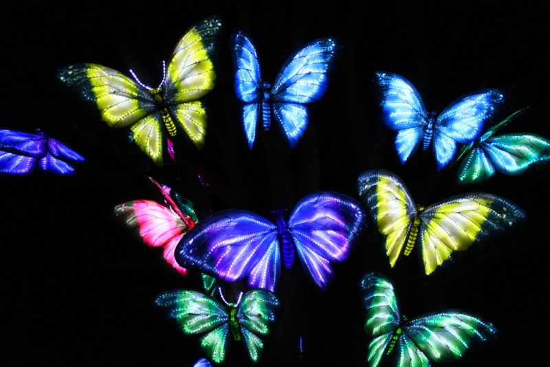 Rainbow Glow vlinders Light Safari