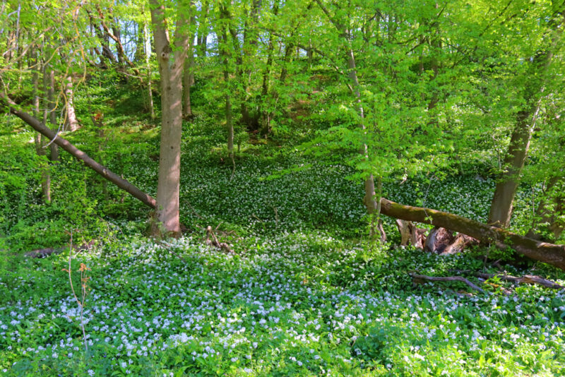 Daslook op heuvel in bloei