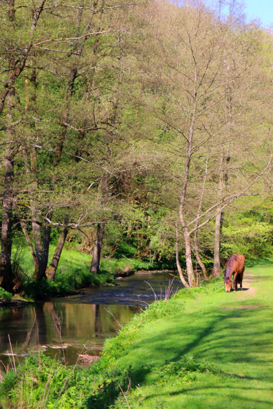 Paardenwei langs Geul wandeling daslook en zinkviooltjes