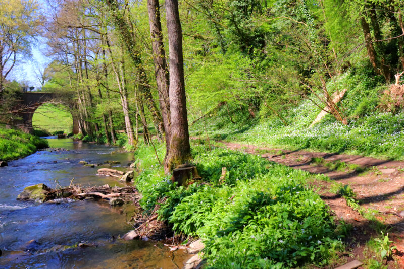 Geul in beboste heuvels wandeling zinkviooltjes en daslook