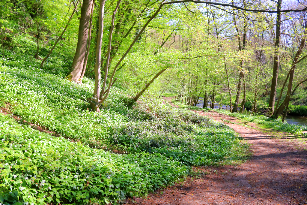 Zinkviooltjes daslook wandeling