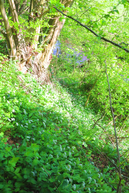 Daslook Geul rechteroever wandeling