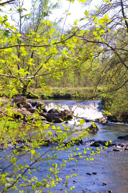 Waterval Geul wandeling zinkviooltjes daslook